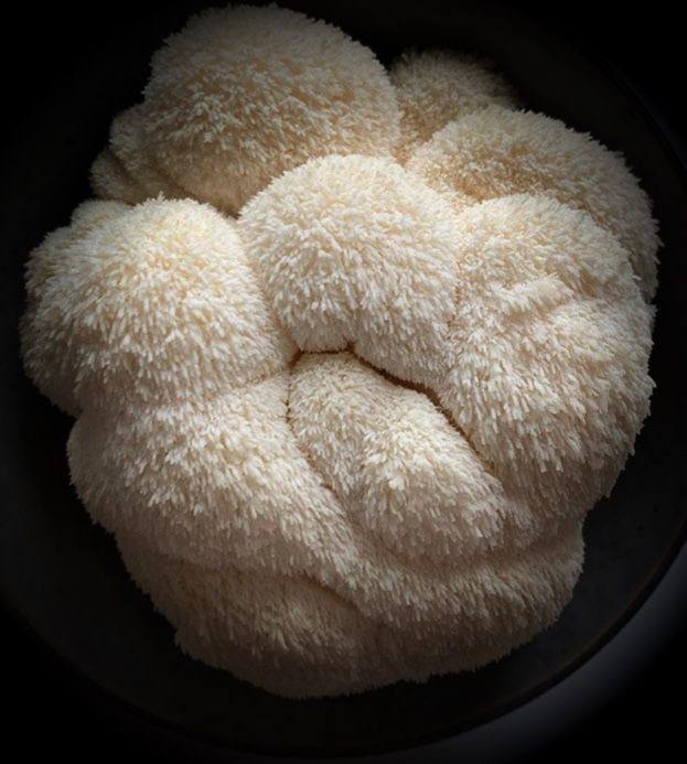 Один из самых мощных помощников мозга — ежовик